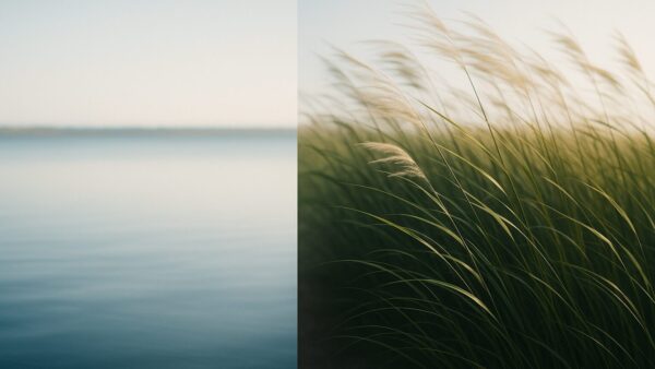 HSPとHSSの違いを解説